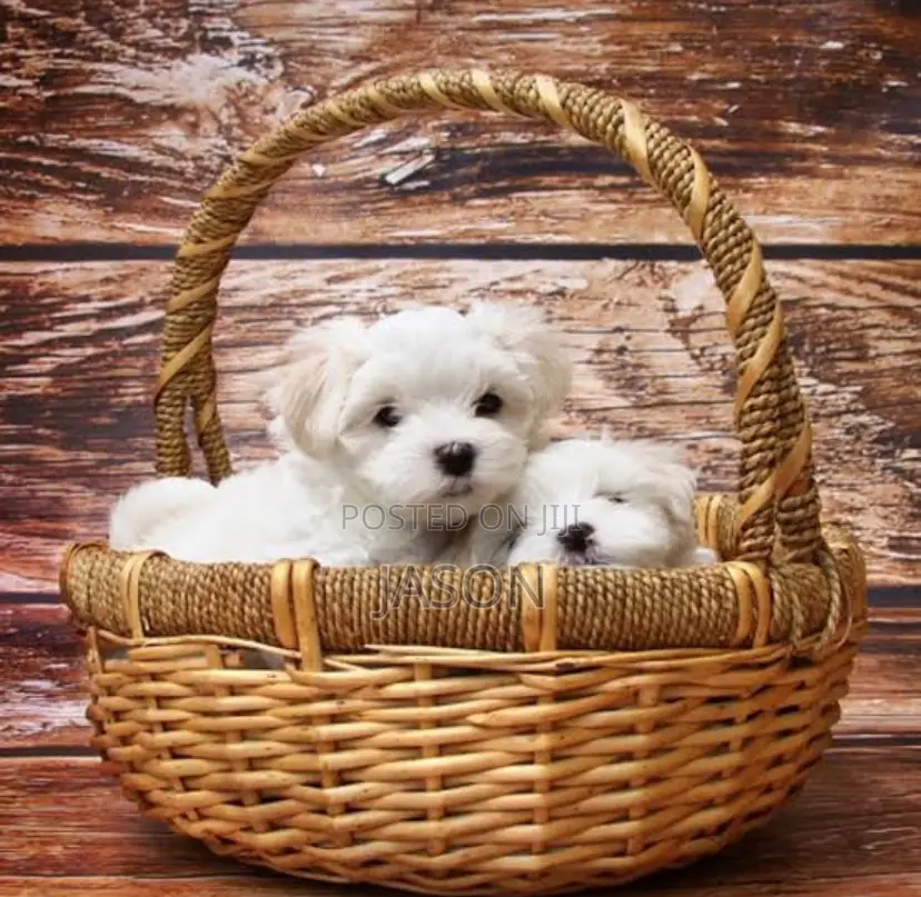 1-3 months Male Purebred Maltese