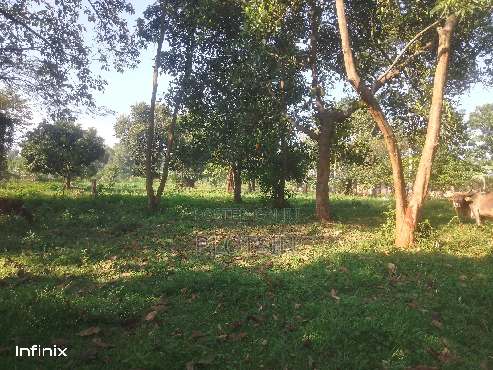 6.8 Acres Freehold Titled, Bujjowalo,On the Nile River, 260m Per Acre.