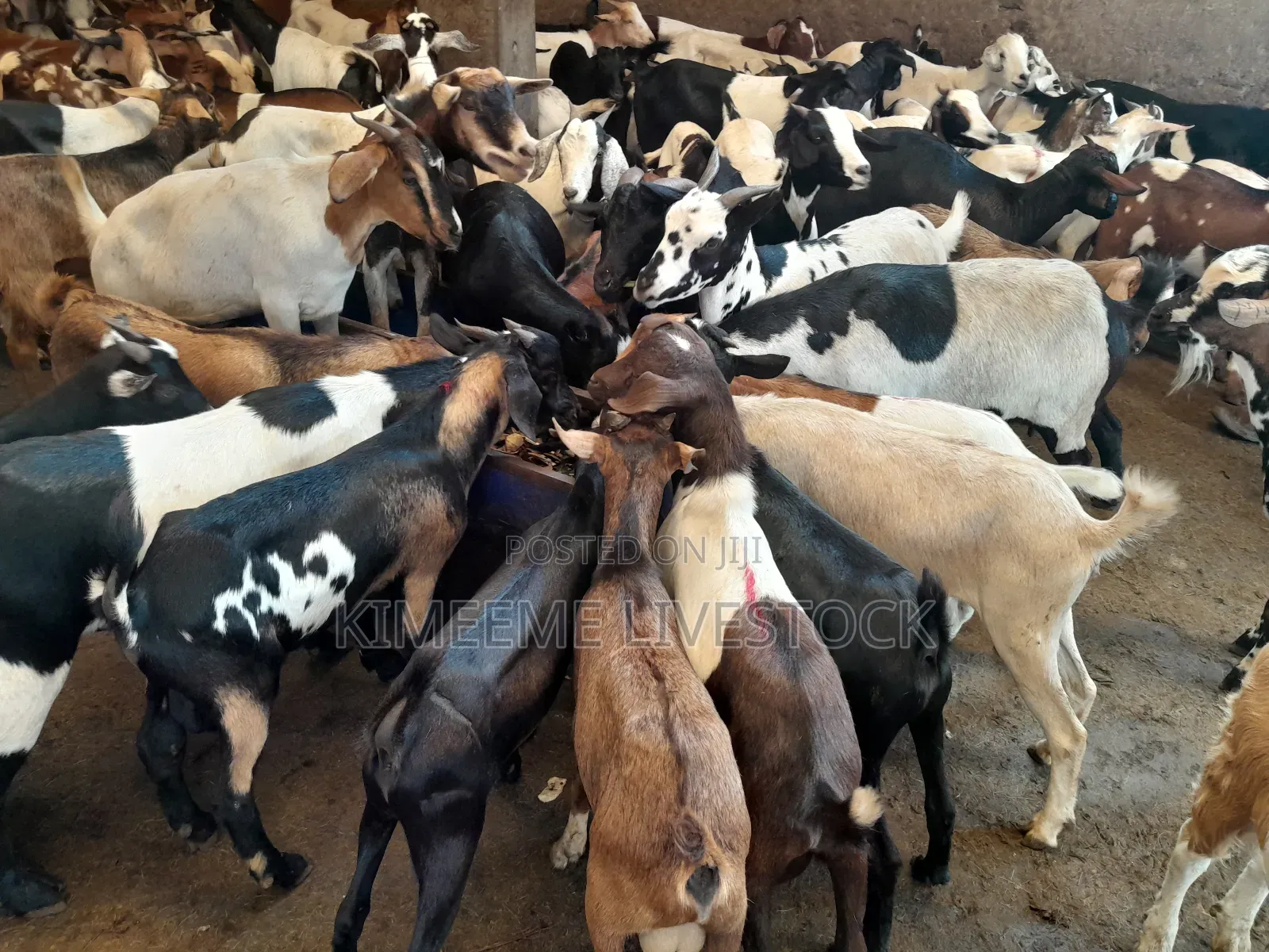 Goats and Sheeps Eid Avaliable in Town