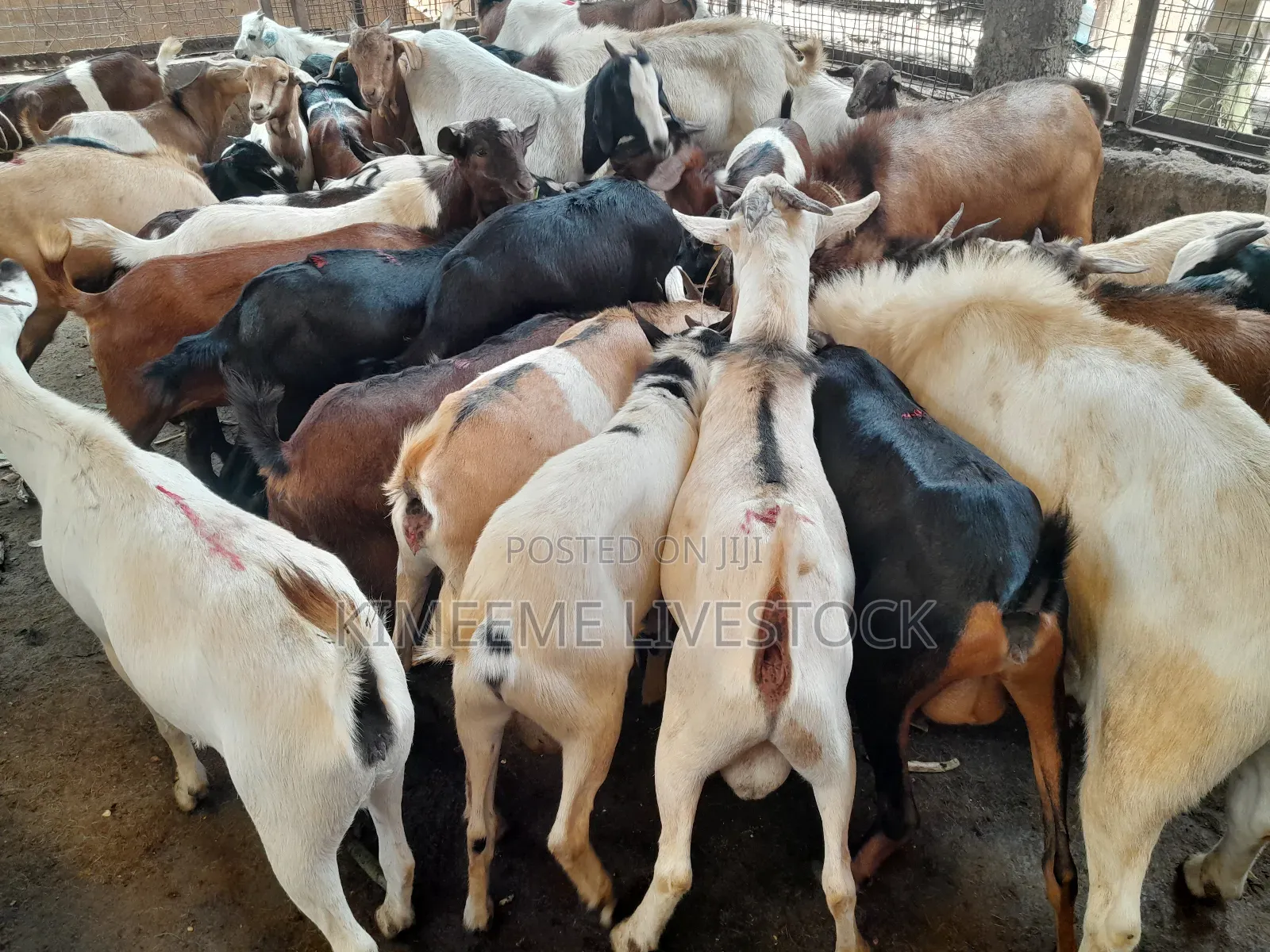 Goats and Sheeps Eid Avaliable in Town