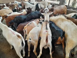 Goats and Sheeps Eid Avaliable in Town