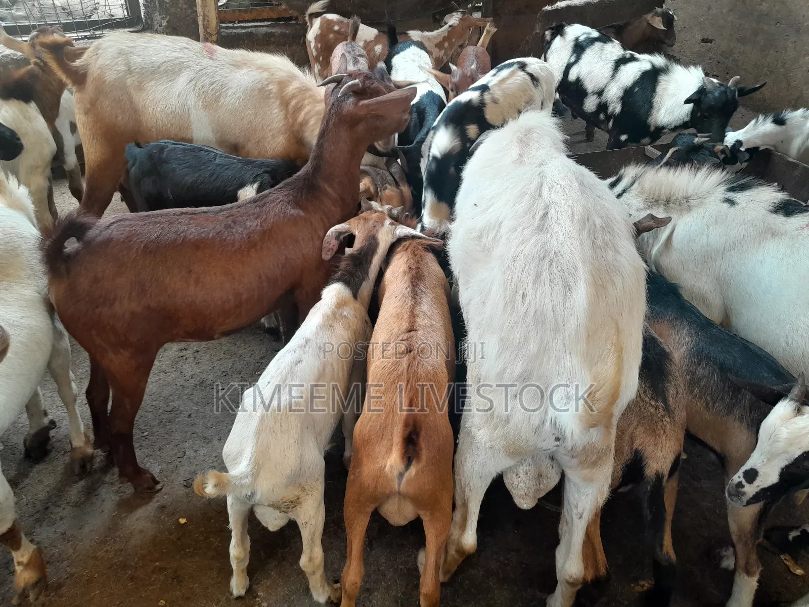 Goats and Sheeps Eid Avaliable in Town