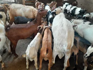 Goats and Sheeps Eid Avaliable in Town