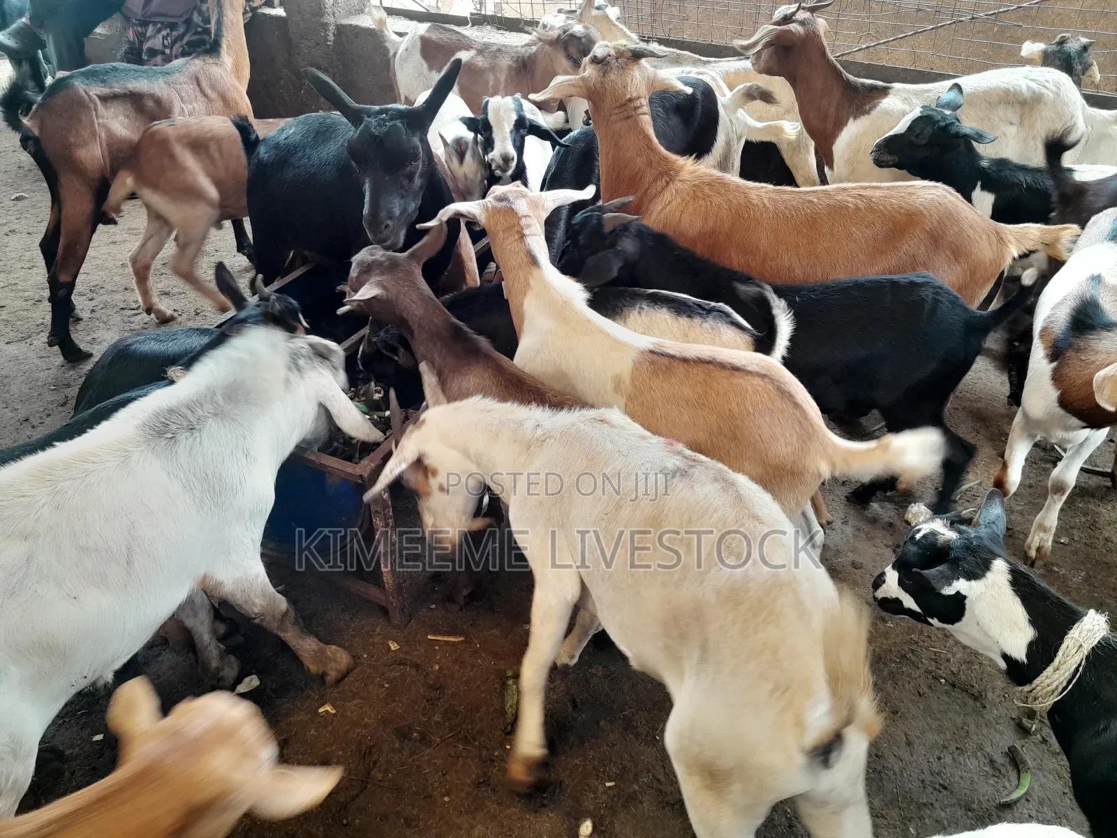 Goats and Sheeps Eid Avaliable in Town