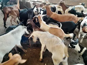 Goats and Sheeps Eid Avaliable in Town