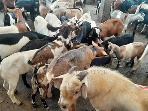Goats and Sheeps Eid Avaliable in Town