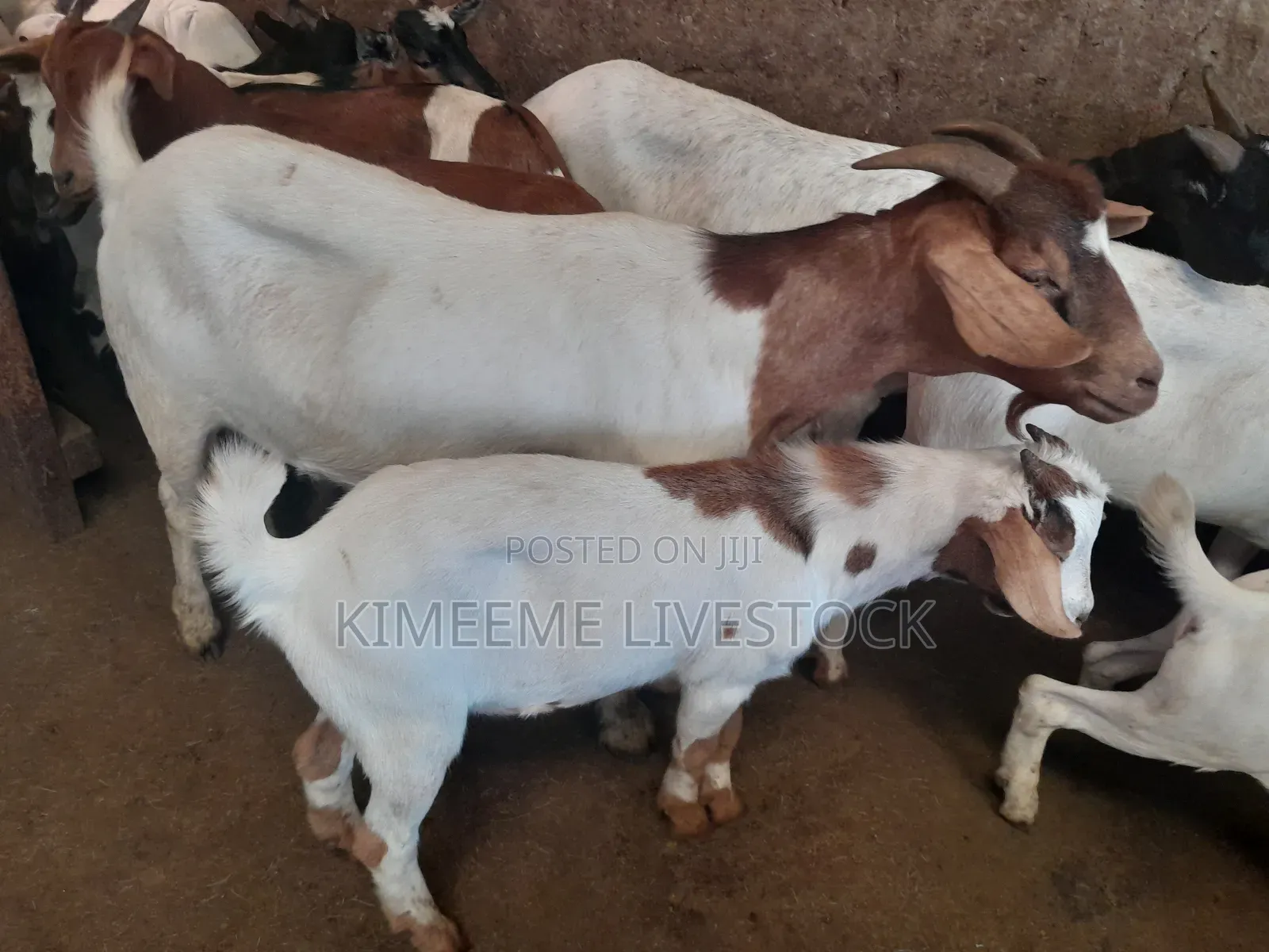 Goats and Sheeps Eid Avaliable in Town
