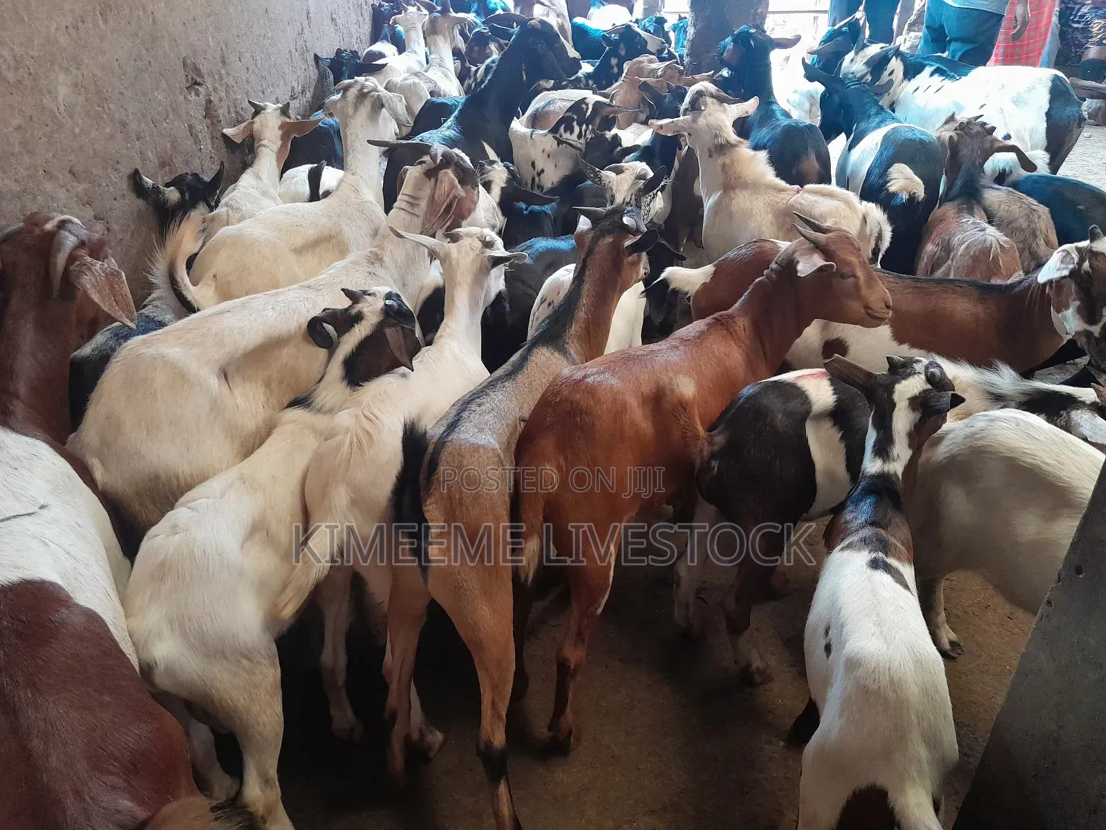 Goats and Sheeps Eid Avaliable in Town