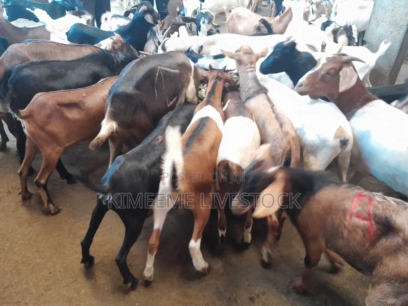 Goats and Sheeps Eid Avaliable in Town