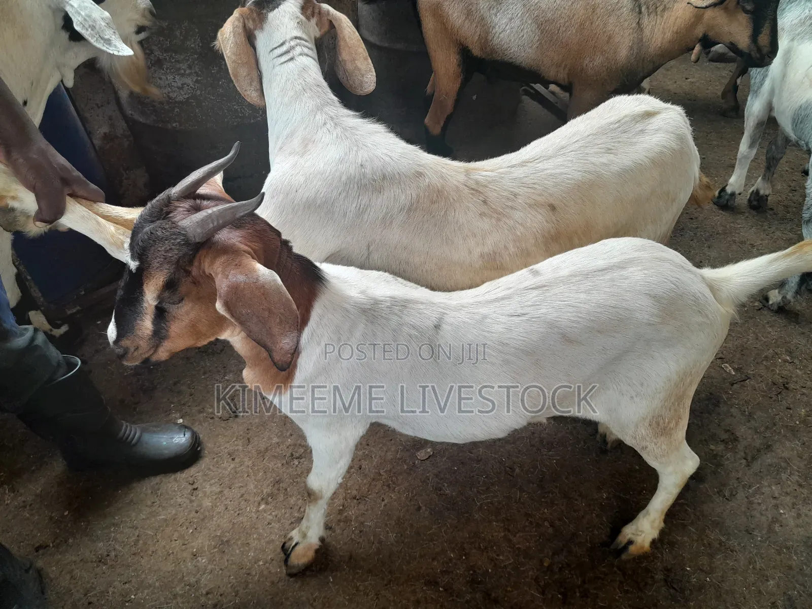 Goats and Sheeps Eid Avaliable in Town