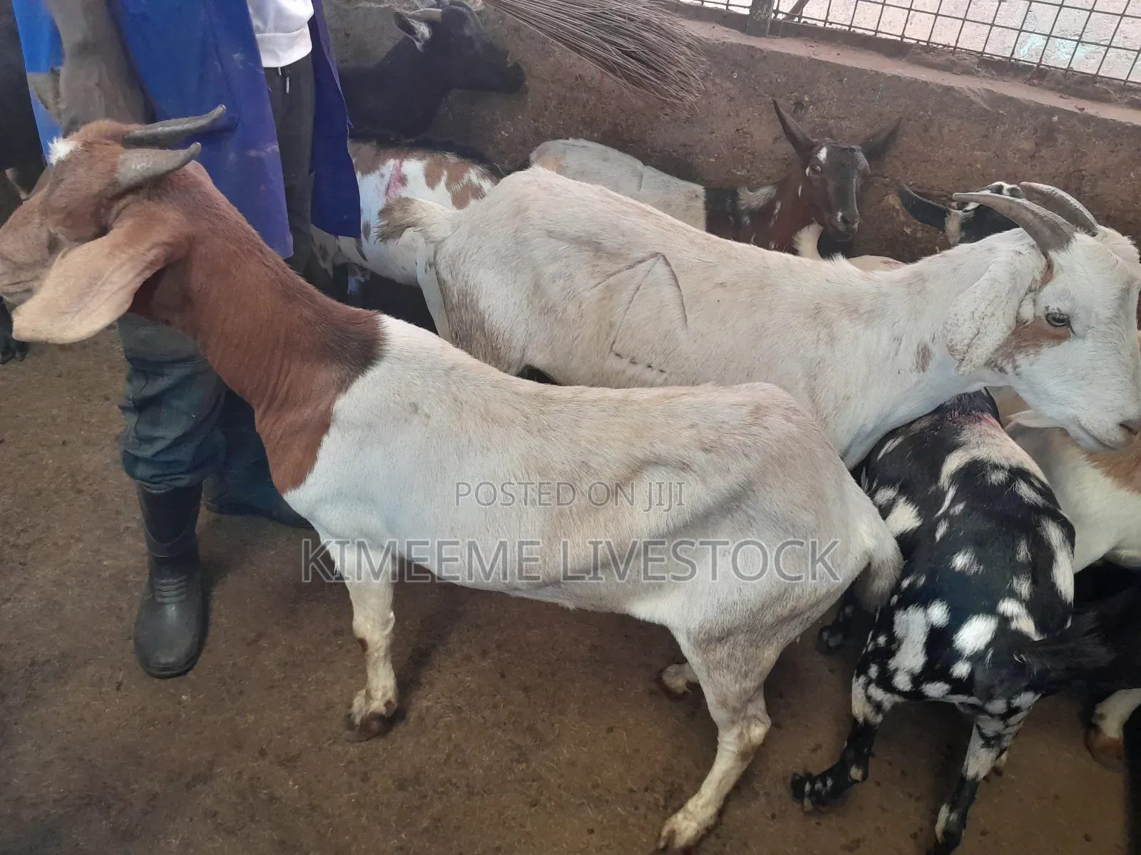 Goats and Sheeps Eid Avaliable in Town