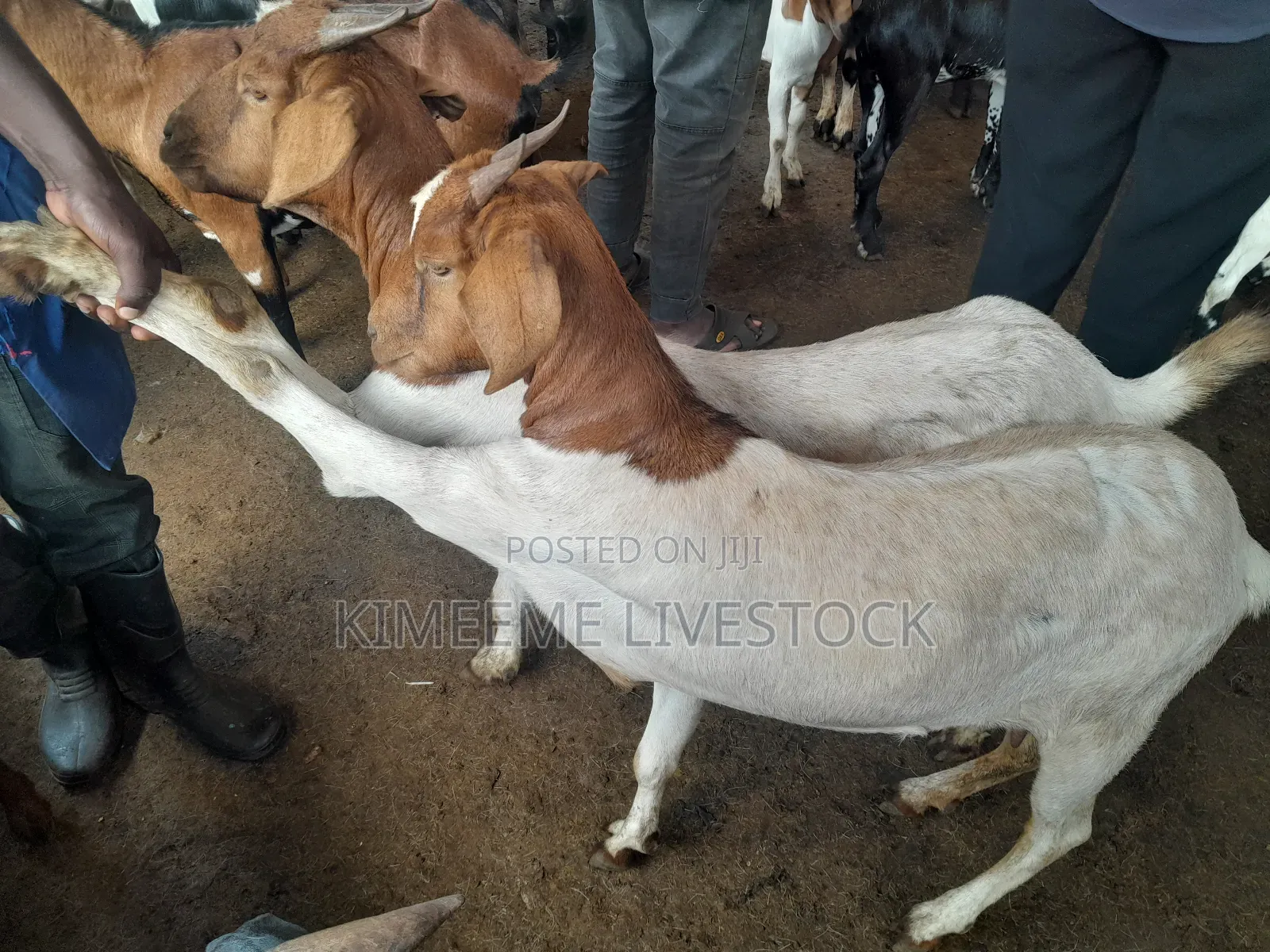 Goats and Sheeps Eid Avaliable in Town