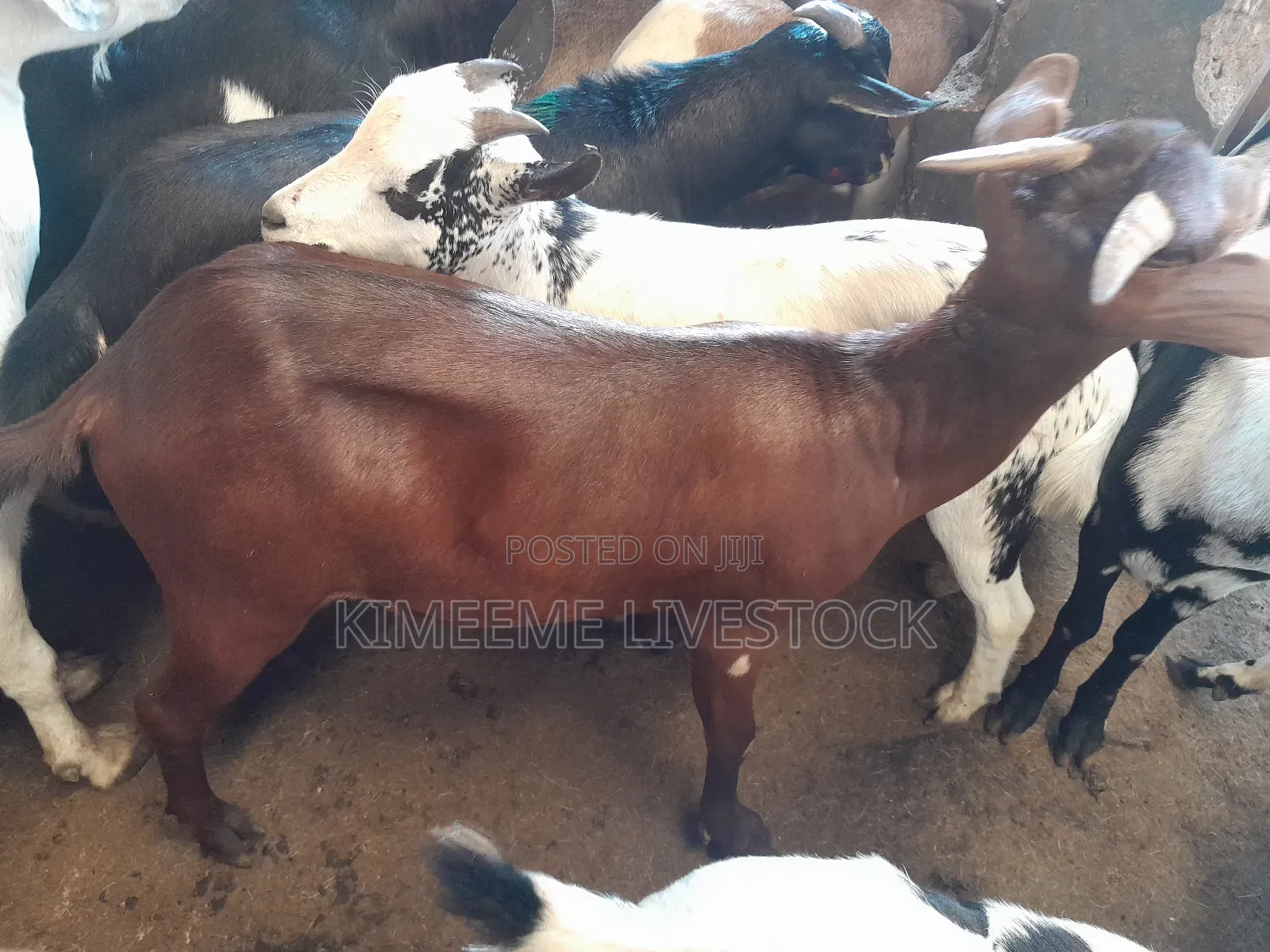 Goats and Sheeps Eid Avaliable in Town