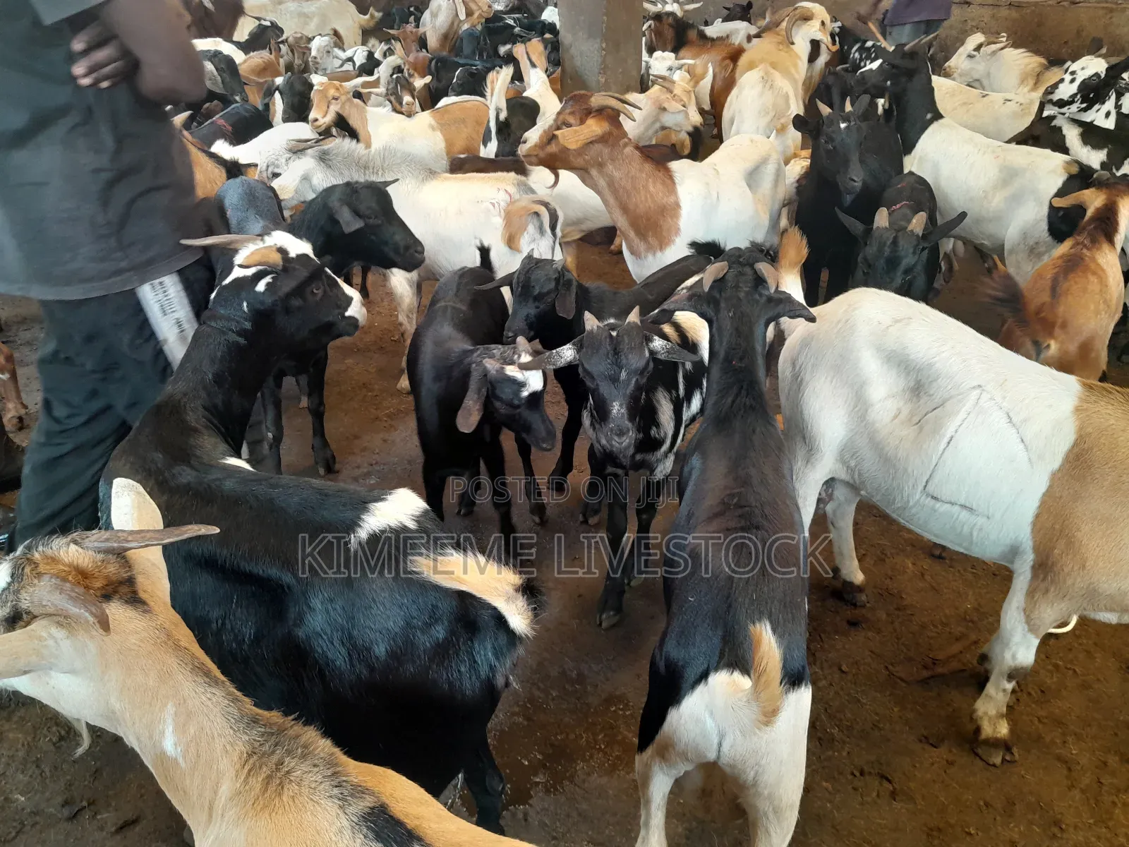 Goats and Sheeps Eid Avaliable in Town