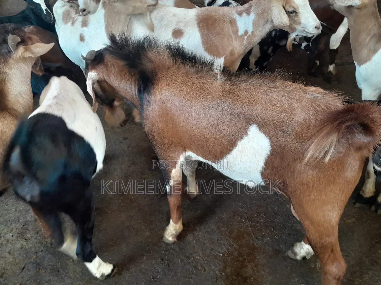 Goats and Sheeps Eid Avaliable in Town