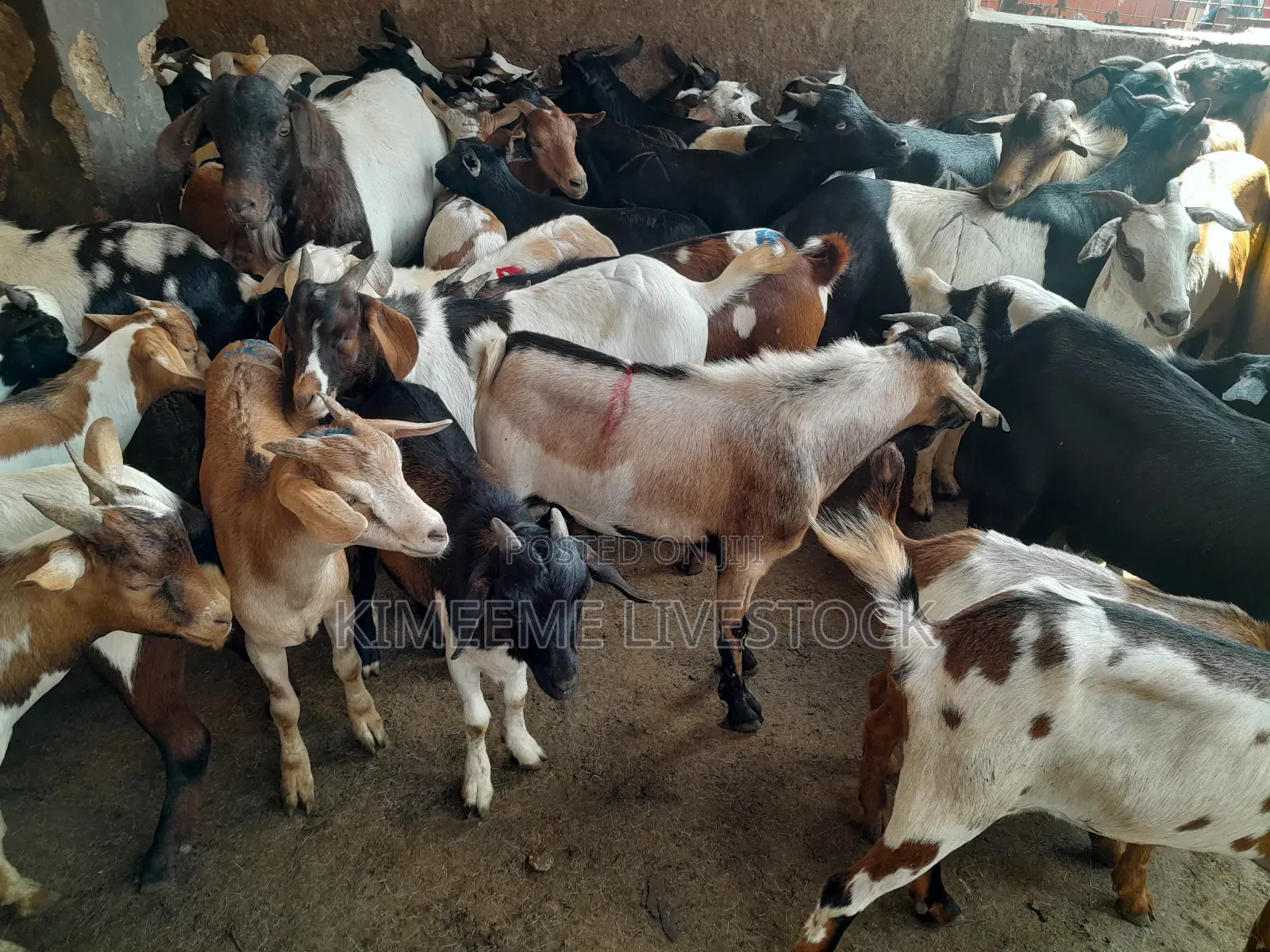 Goats and Sheeps Eid Avaliable in Town