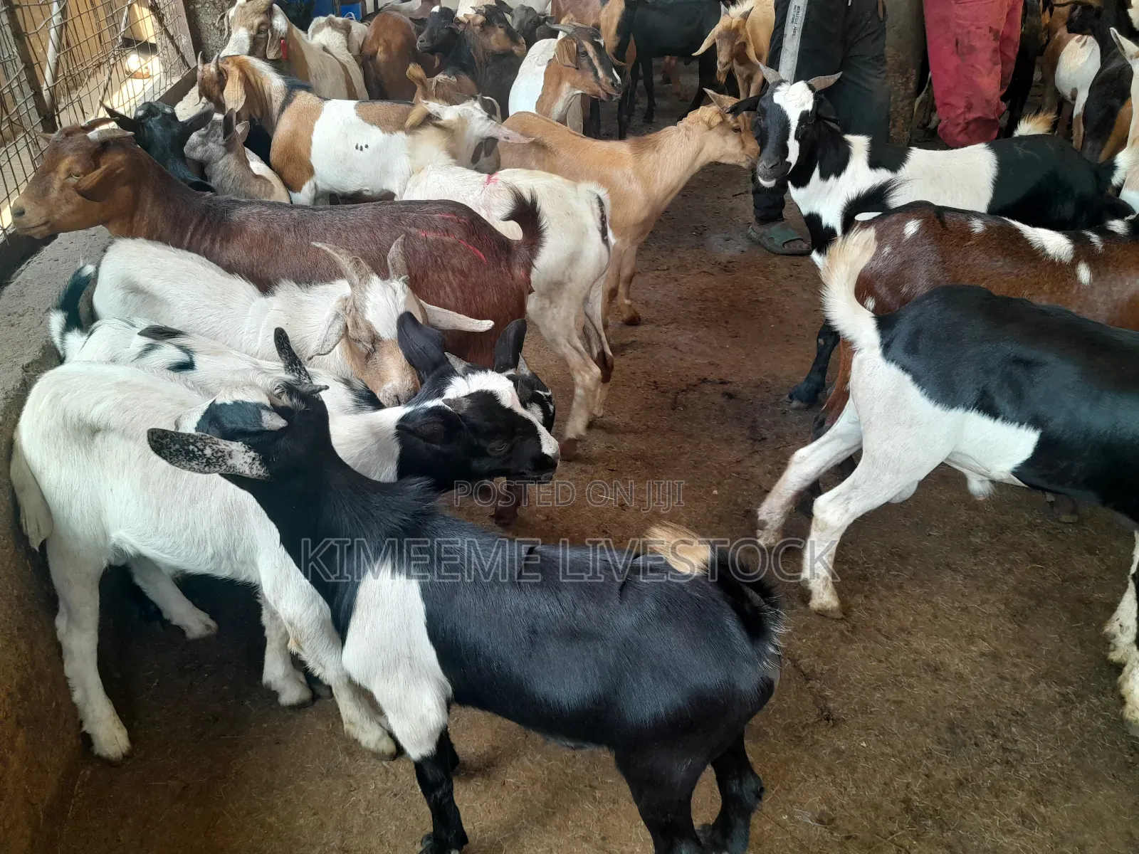 Goats and Sheeps Eid Avaliable in Town