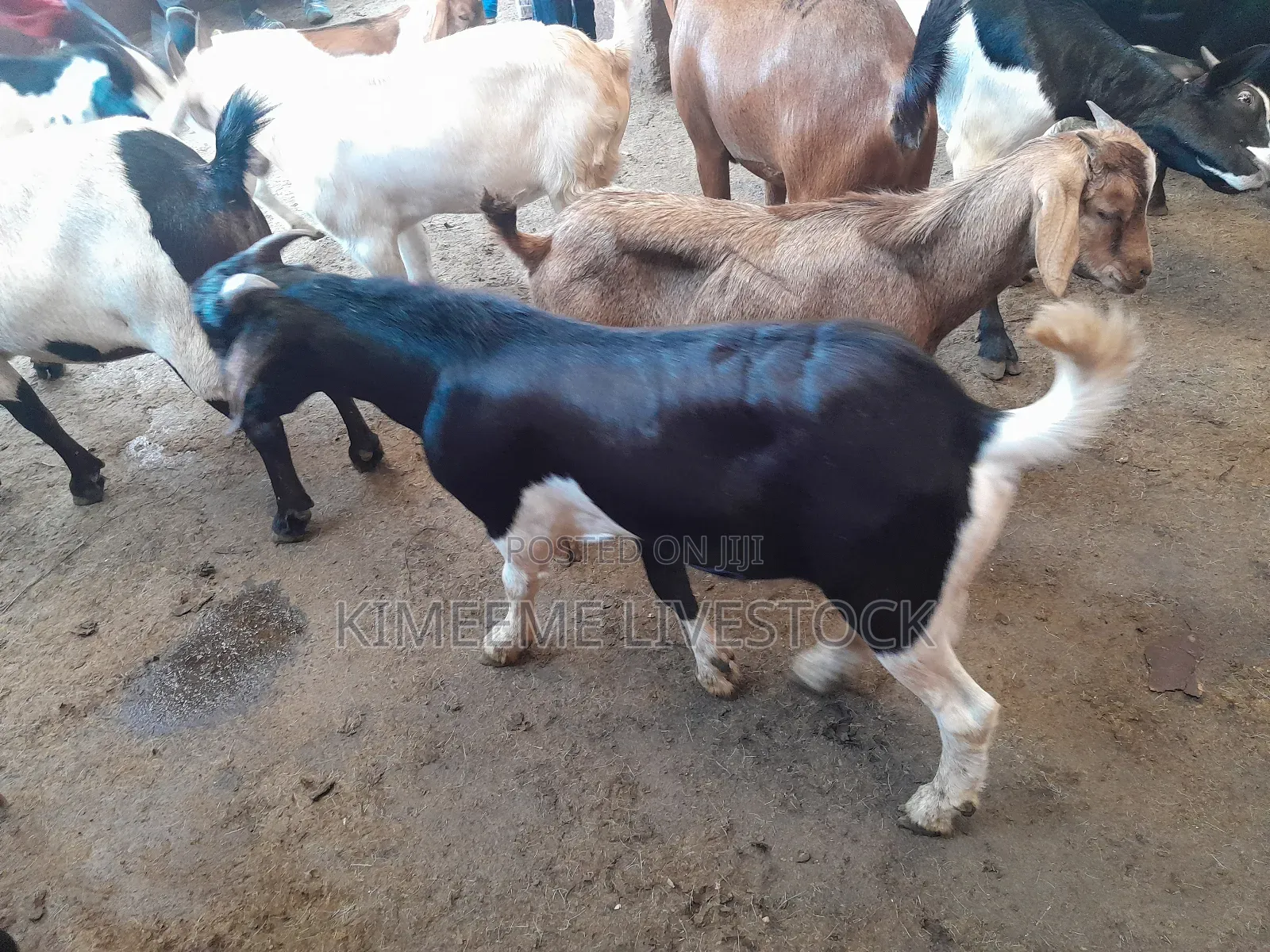 Goats and Sheeps Eid Avaliable in Town