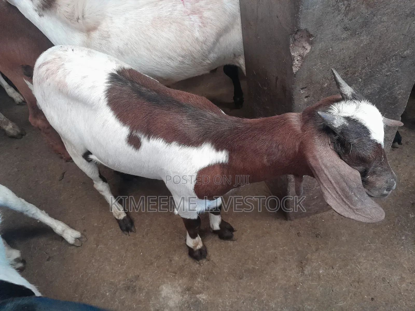 Goats and Sheeps Eid Avaliable in Town