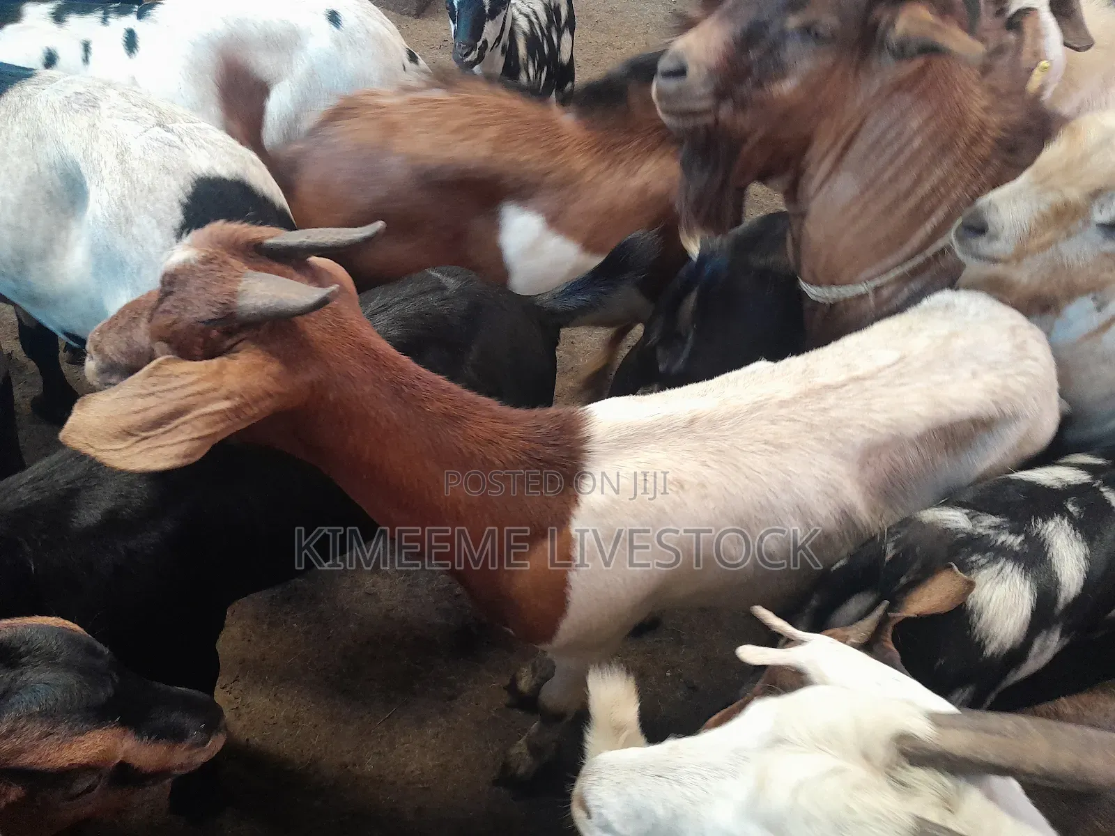 Goats and Sheeps Eid Avaliable in Town