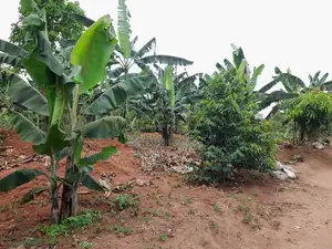 Hf Acre in Matuga Town on Sale at Only 65m