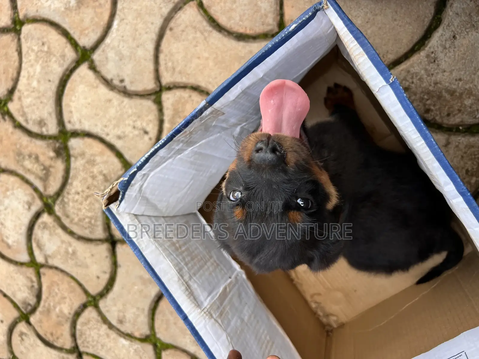 1-3 months Male Purebred Rottweiler