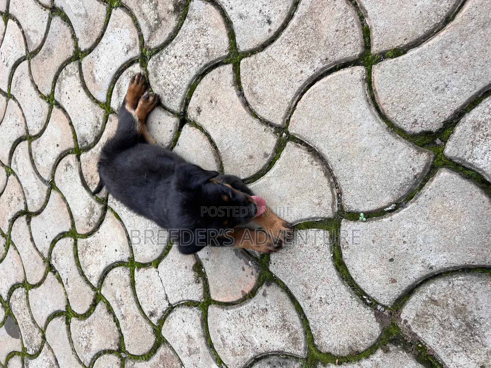 1-3 months Male Purebred Rottweiler