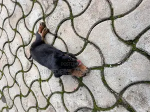 1-3 months Male Purebred Rottweiler