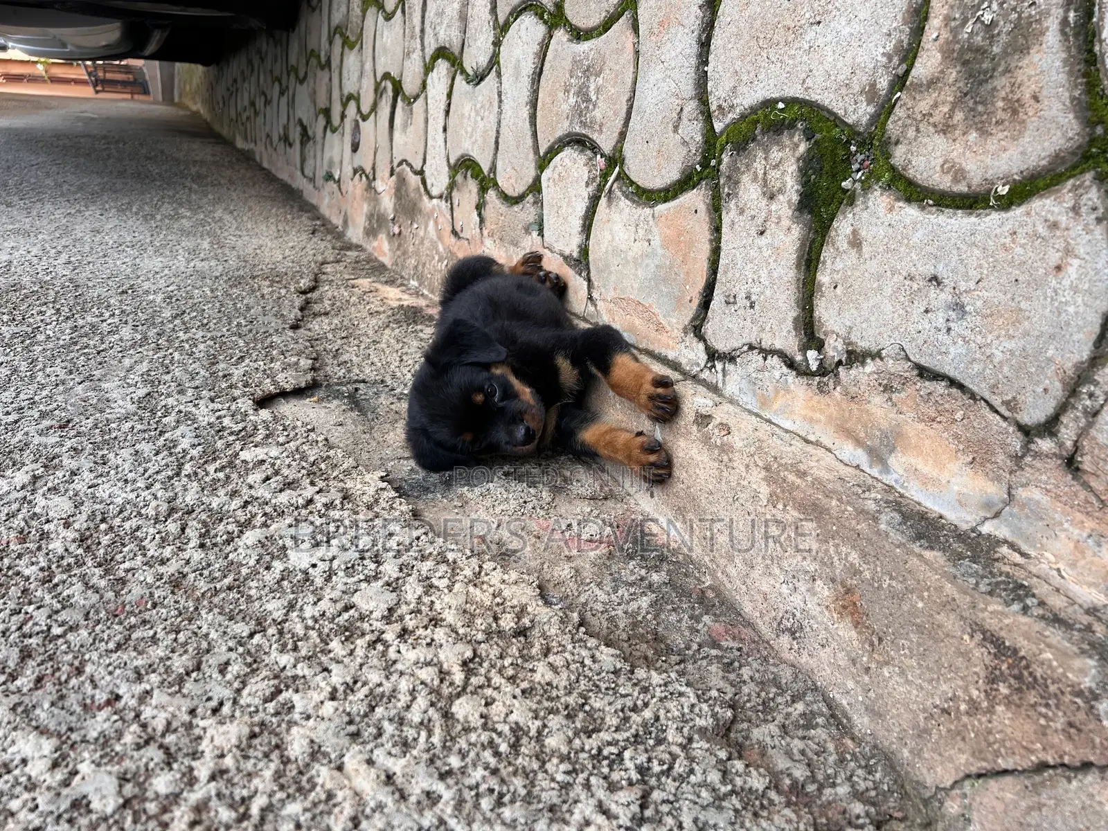 1-3 months Female Purebred Rottweiler