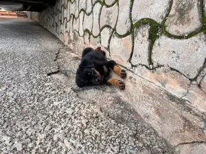 1-3 months Female Purebred Rottweiler