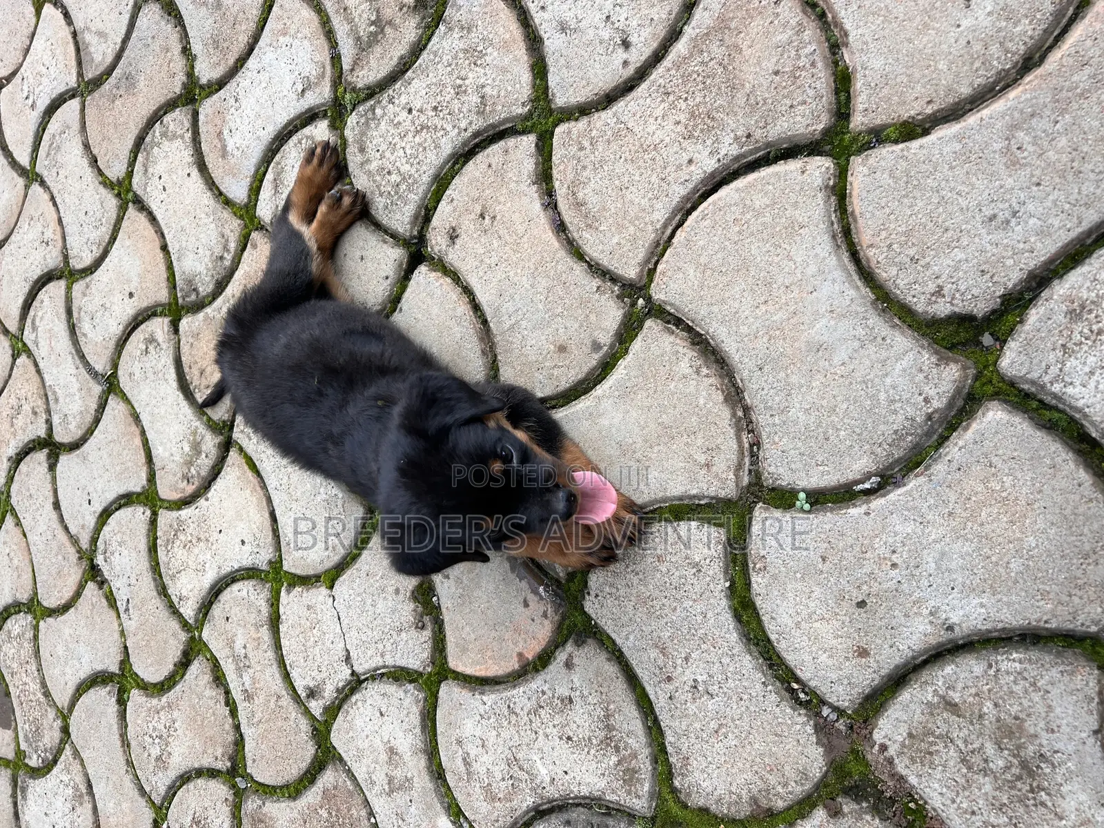 1-3 months Female Purebred Rottweiler
