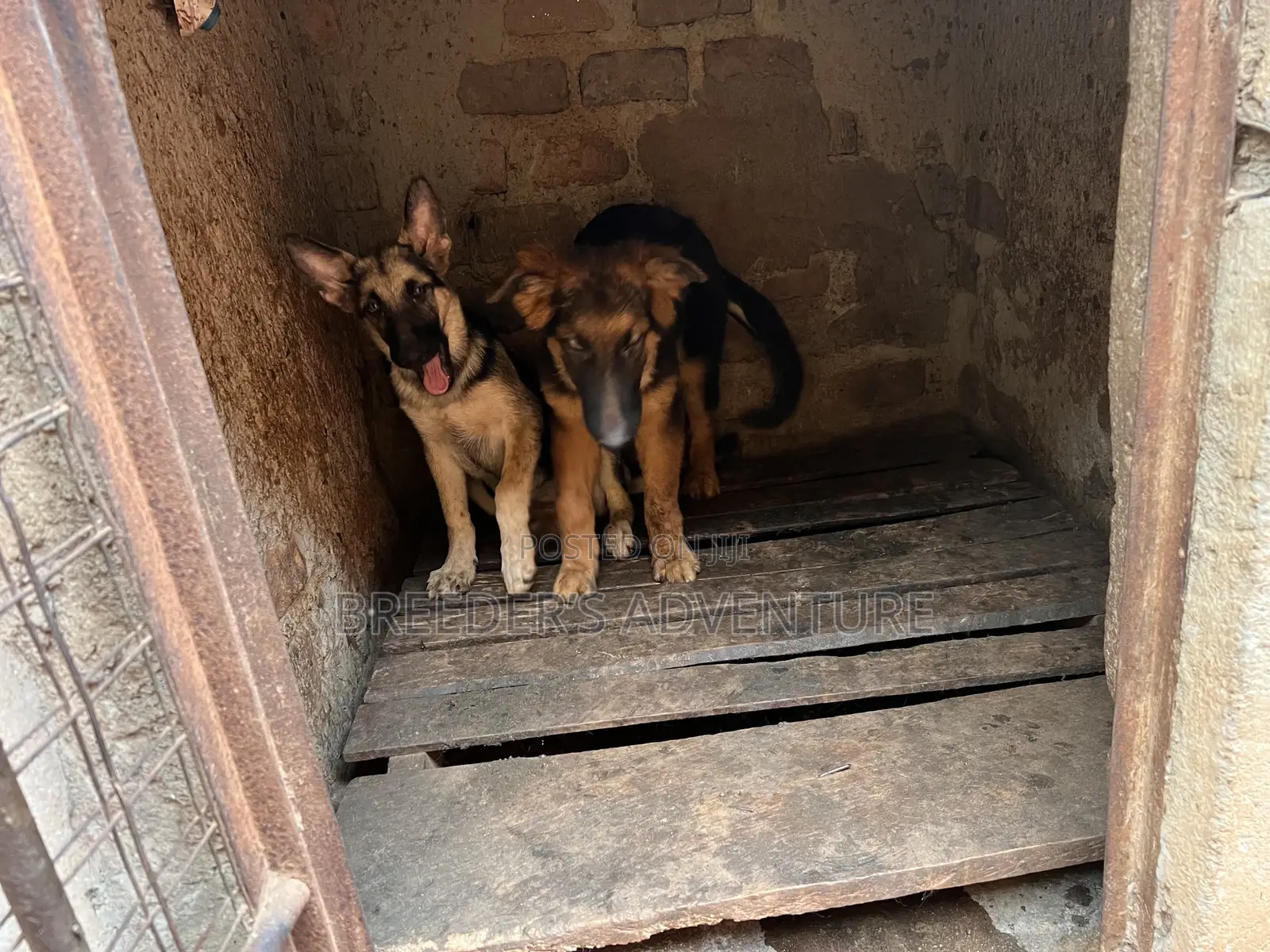 1-3 months Male Purebred German Shepherd