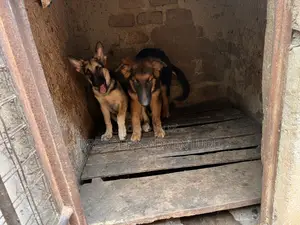 1-3 months Male Purebred German Shepherd