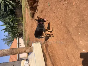 6-12 months Male Purebred German Shepherd