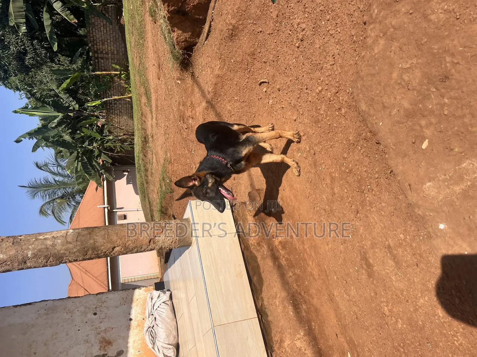6-12 months Male Purebred German Shepherd
