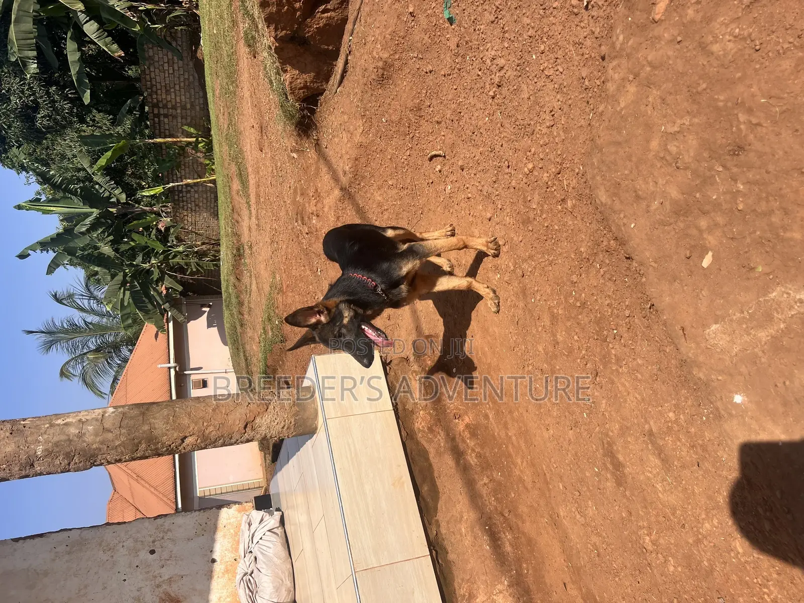6-12 months Male Purebred German Shepherd