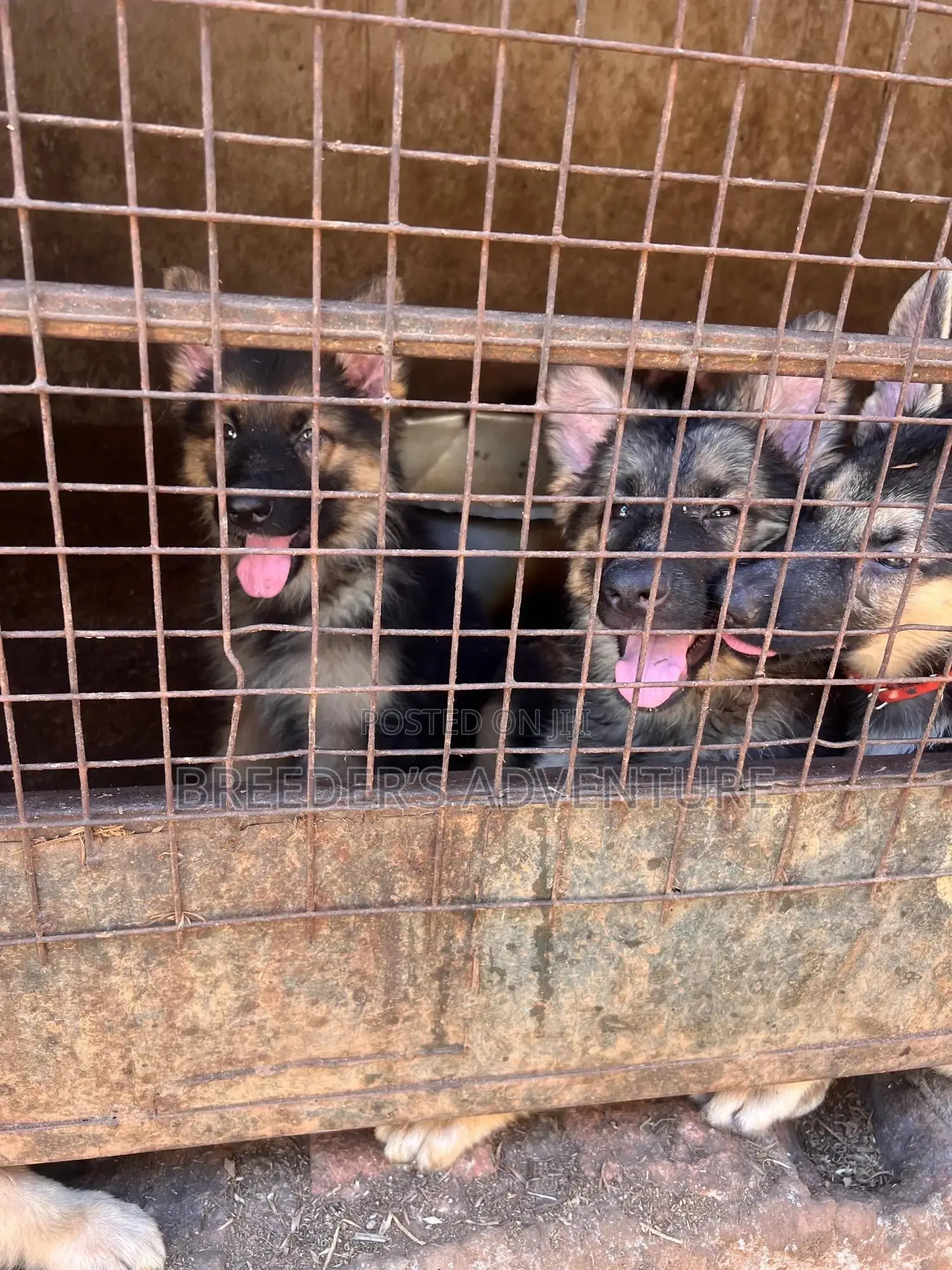 3-6 months Male Purebred German Shepherd
