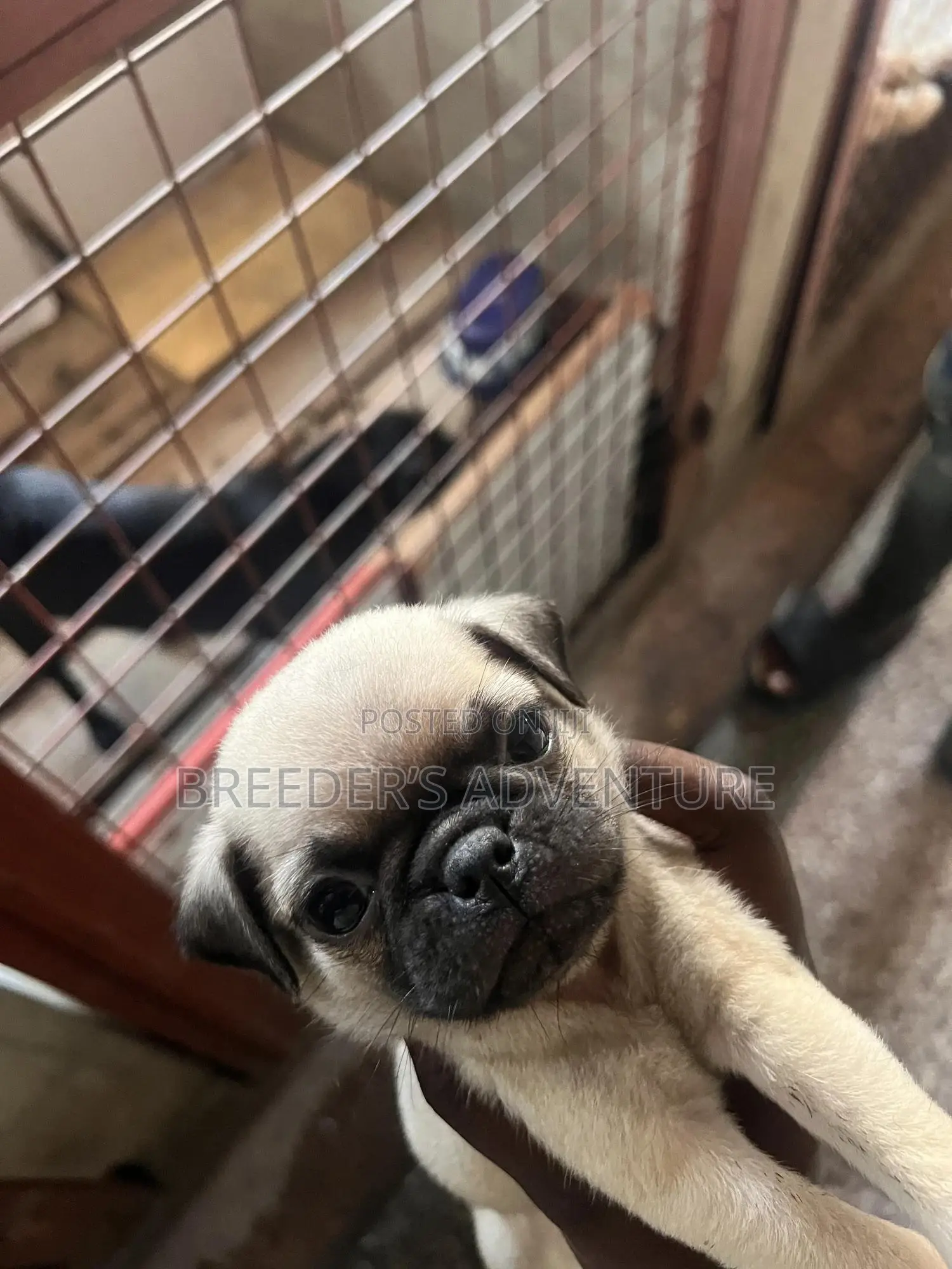 1-3 months Male Purebred Pug