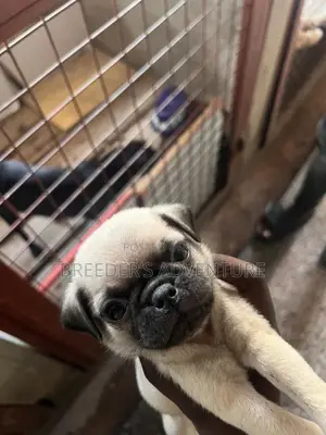 1-3 months Male Purebred Pug