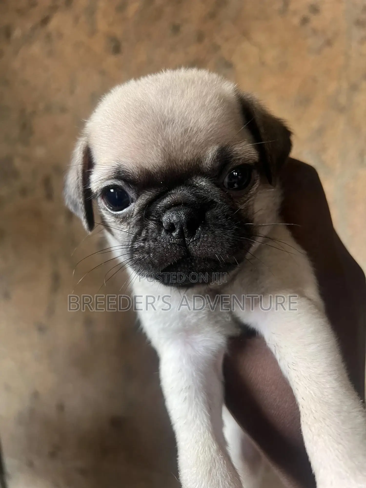 1-3 months Male Purebred Pug