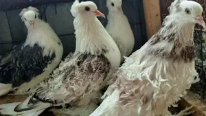 Photo - Saddle Frillback Pigeons Mature Pair