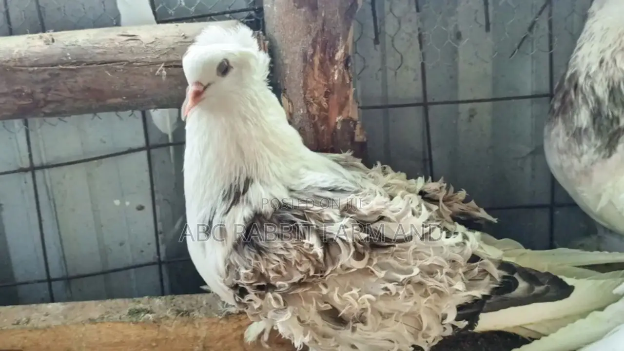 Saddle Frillback Parent Pair