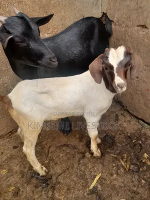 A Young Boer Male Goat for Rearing