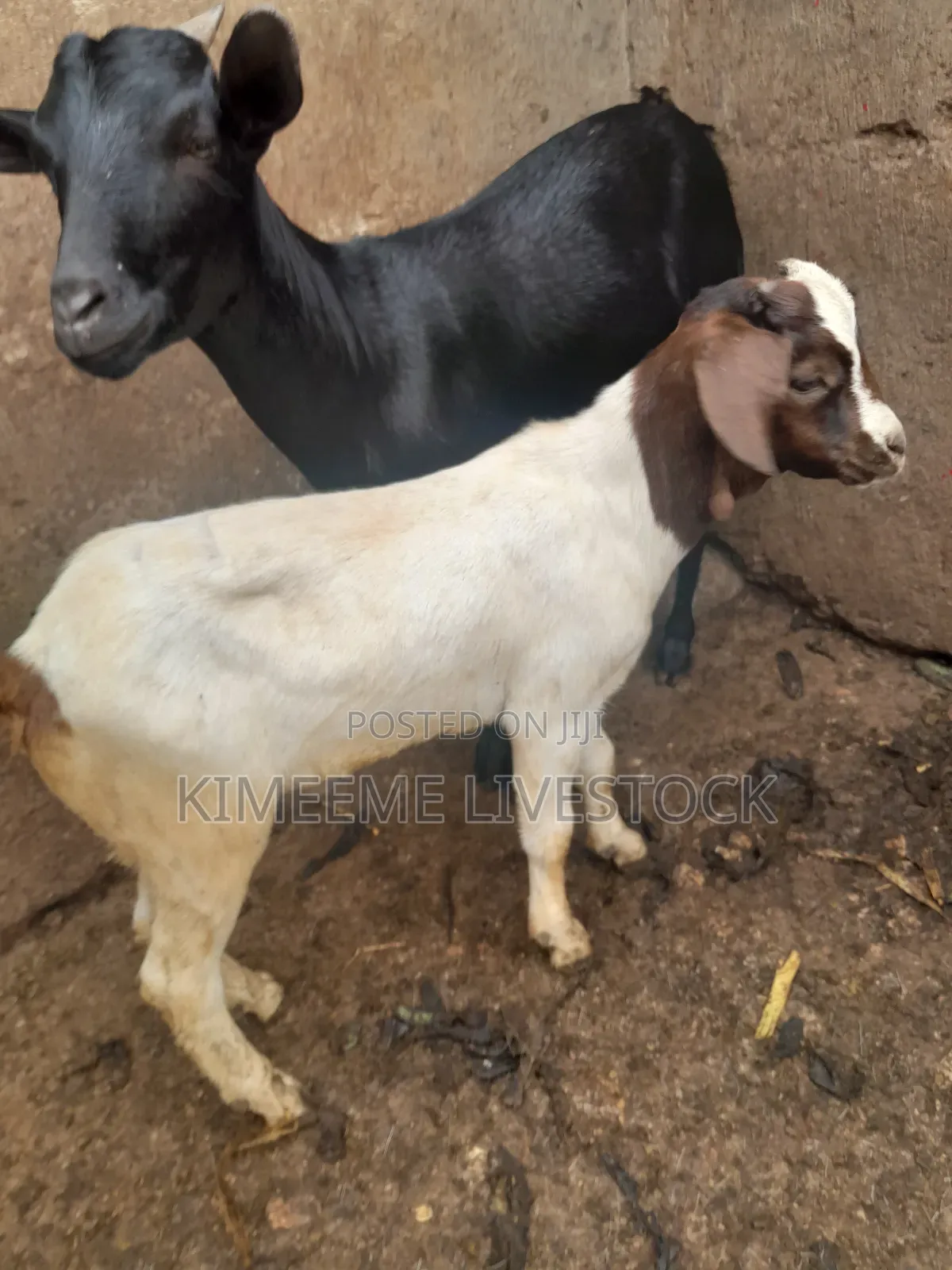 A Young Boer Male Goat for Rearing