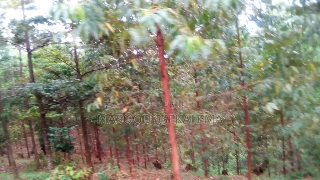 Land for Sale: 32 Decimals at Makerere Near MBI