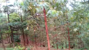 Land for Sale: 32 Decimals at Makerere Near MBI