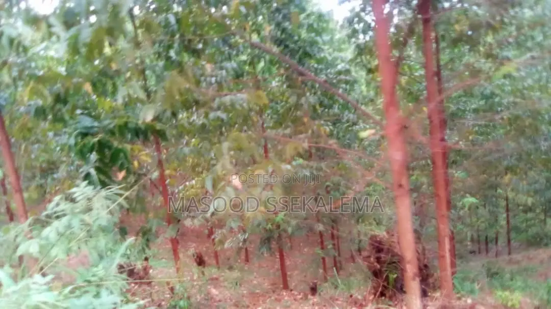 Land for Sale: 32 Decimals at Makerere Near MBI