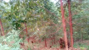 Land for Sale: 32 Decimals at Makerere Near MBI