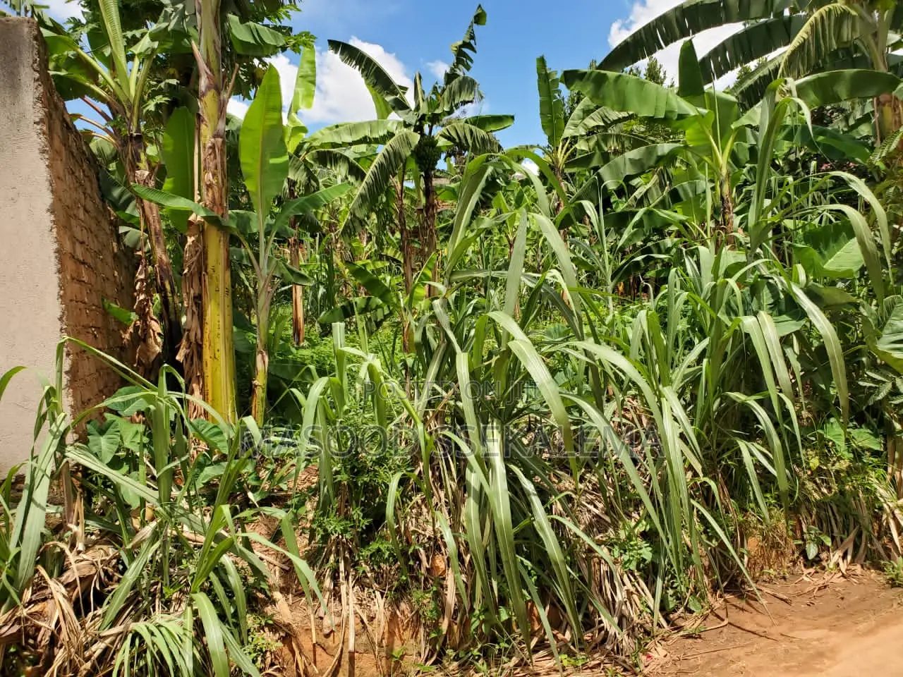 Land for Sale: 32 Decimals at Makerere Near MBI