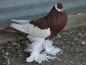 Photo - Reverse Wing Pouter Pigeon